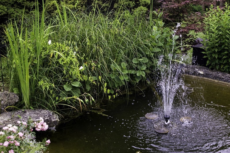 Jardin aquatique