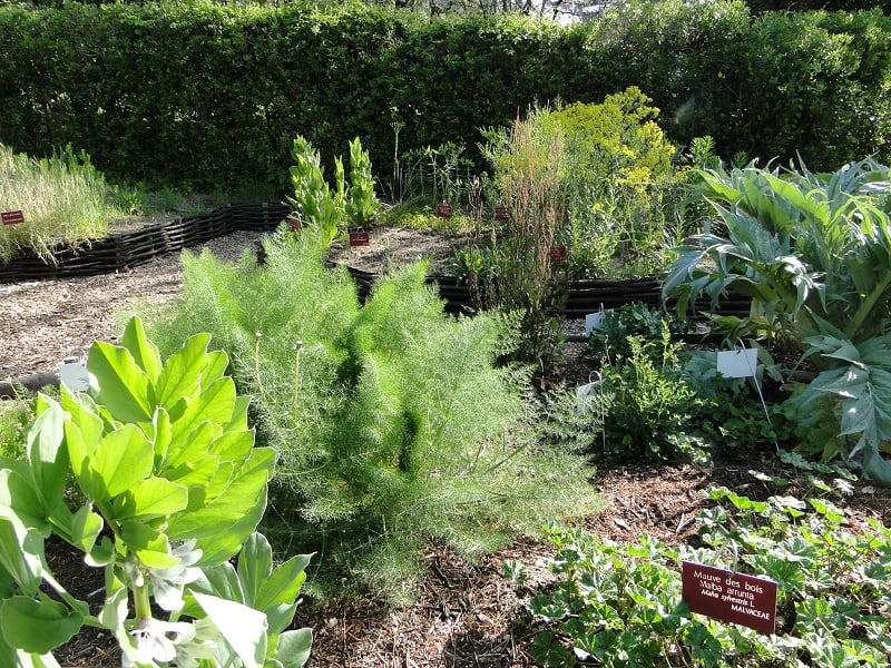 Aménager un carré d'herbes aromatiques - Mon jardin d'idées