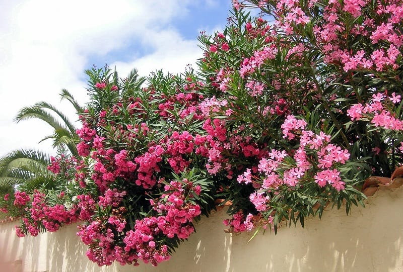 Jardin bord de bord - laurier rose