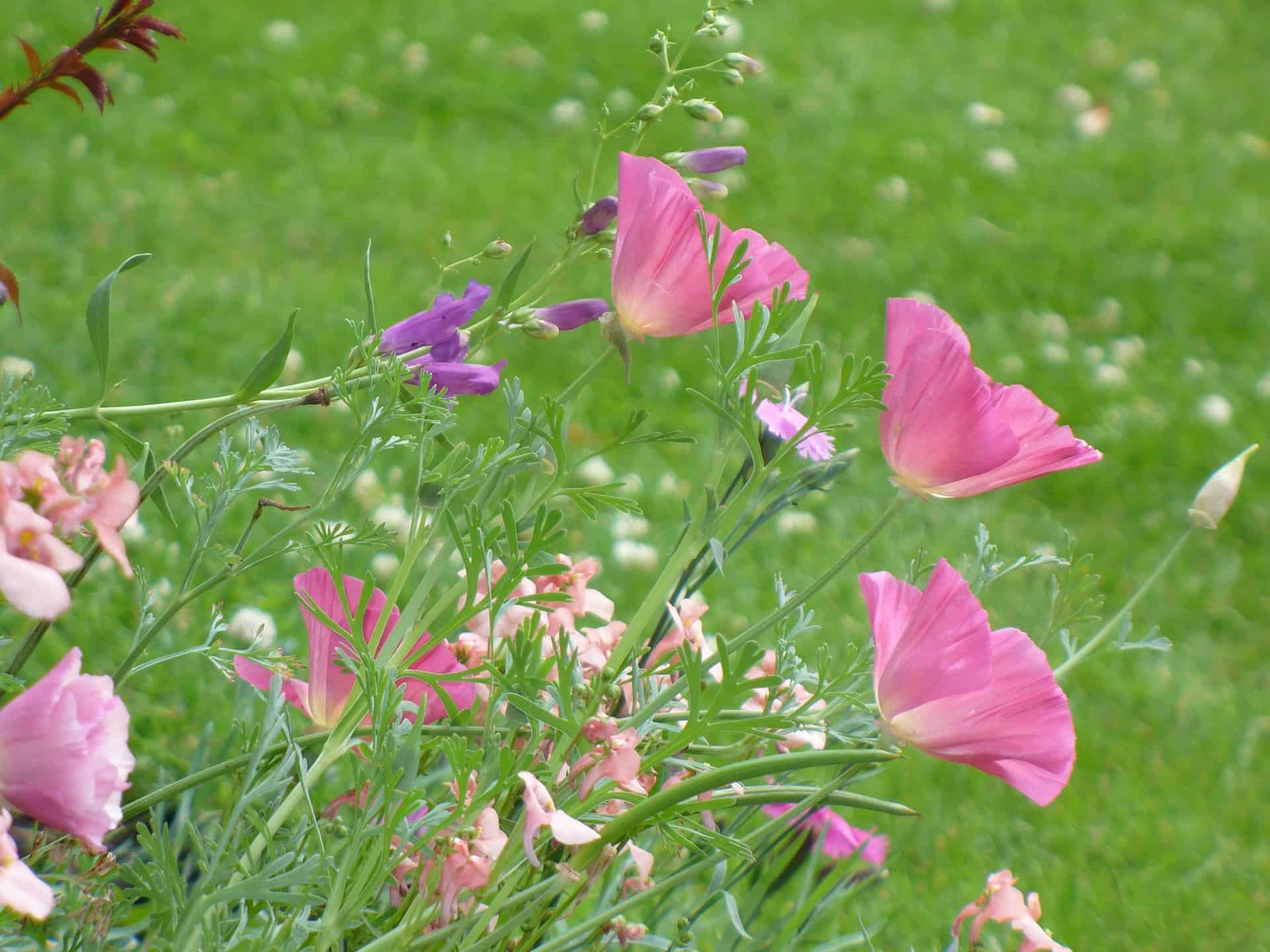 Jardin écologique