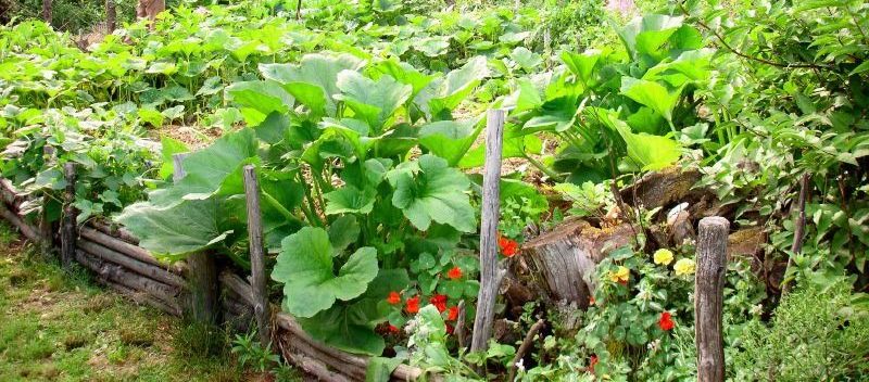 Comment faire un jardin potager ?