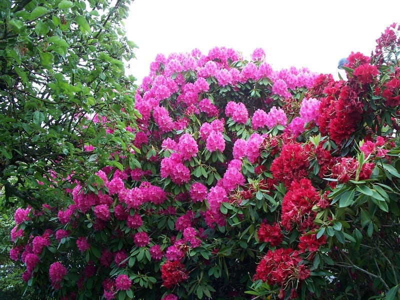 Plantation - rhodendrons - © TriviaKing