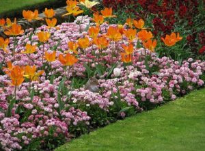 Parterre de fleurs