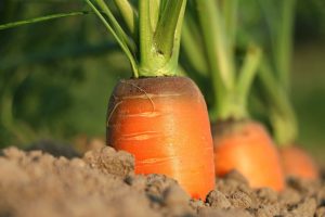 Carotte dans un jardin potager