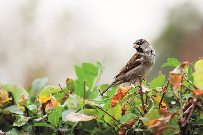 moineau sur une haie