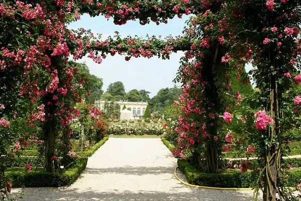 Arche Mariage Arche Jardin Exterieur Rosiers A Planter Exterieur