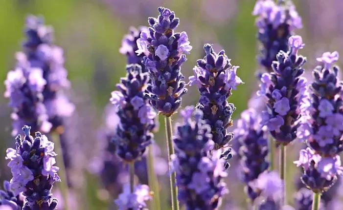 lavande jardin mediterraneen