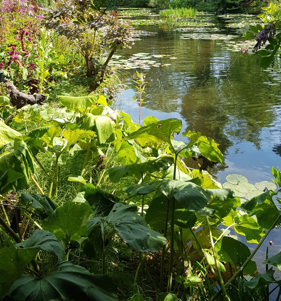 Jardin aquatique