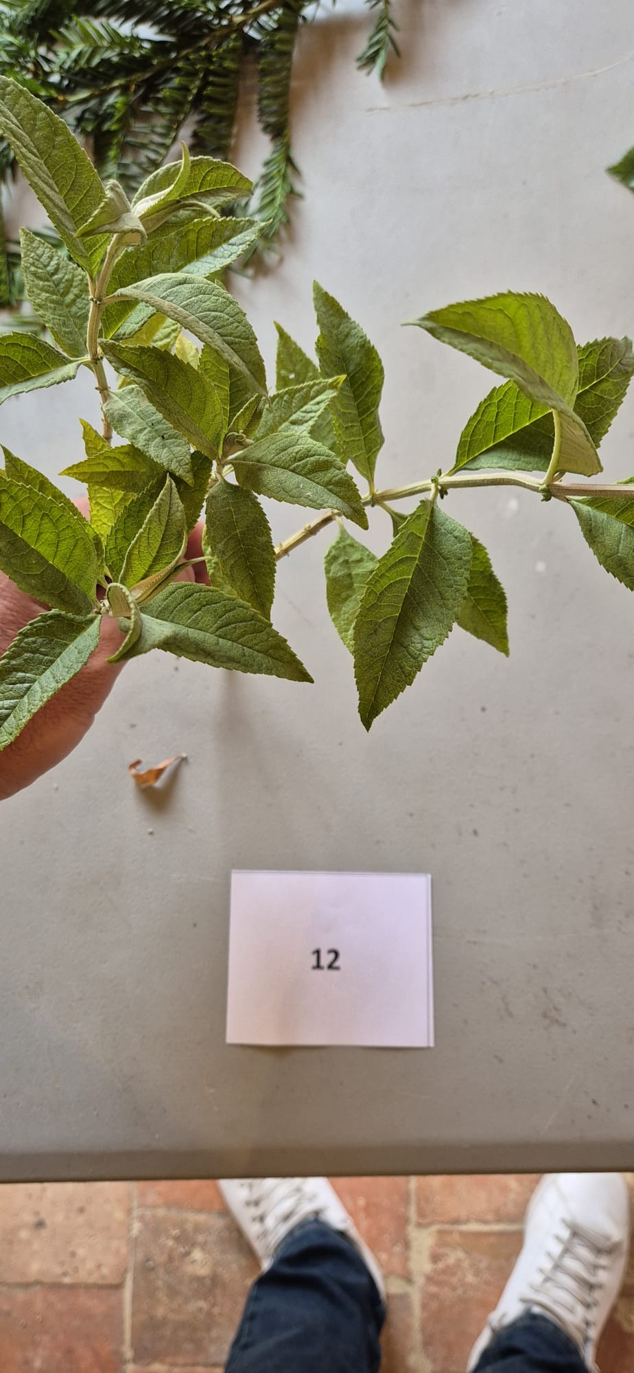 Echantillon 12 - Connaissance : Impacts sur la biodiversité / Période de floraison / Conditions pédoclimatiques