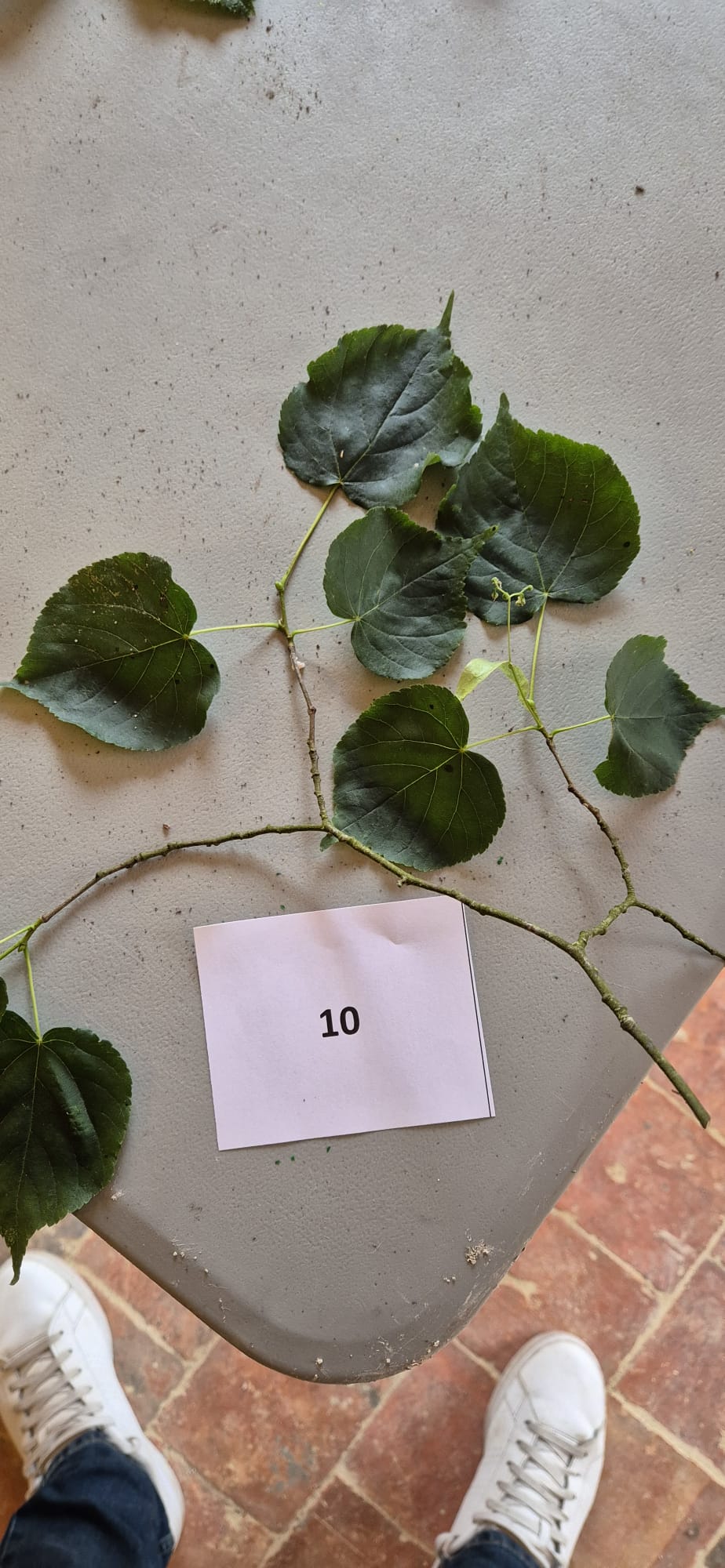 Echantillon 10