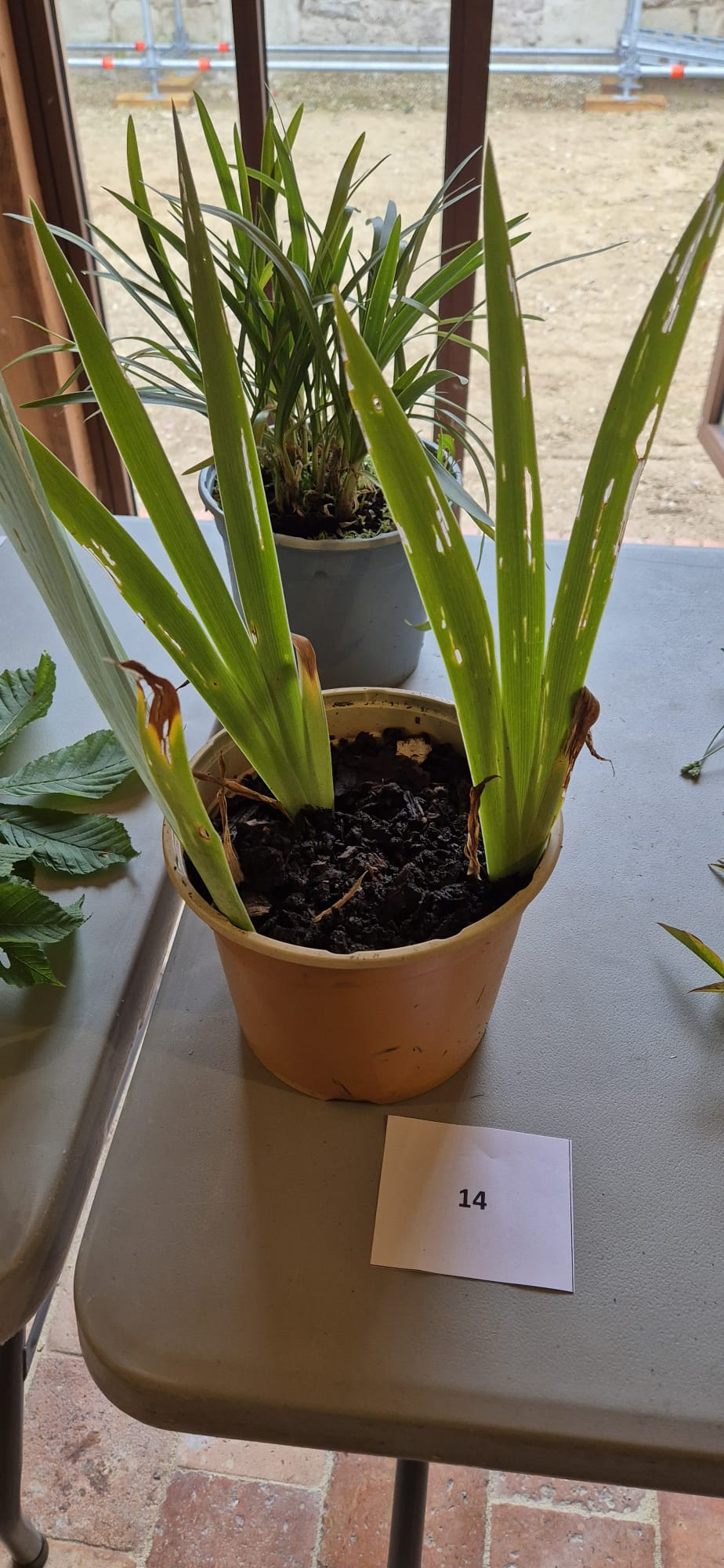 Echantillon 14 - Connaissance : Organe particulier / Période de floraison / Usage