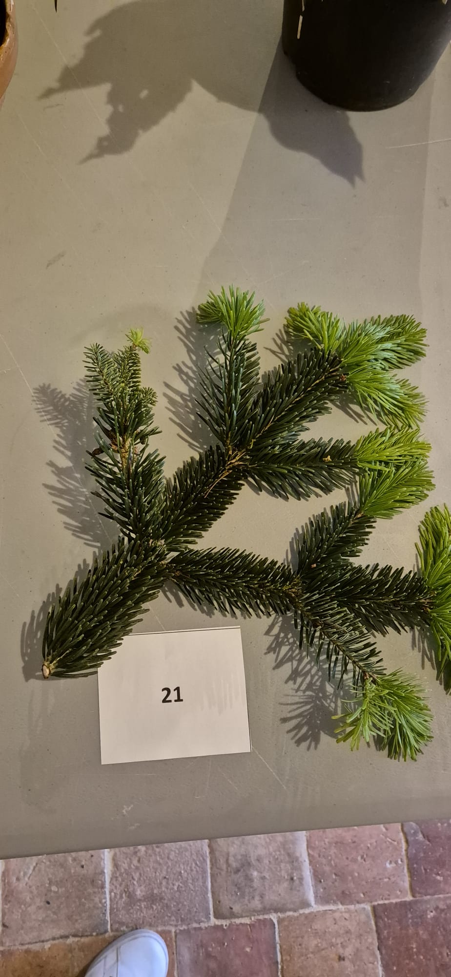 Echantillon 21