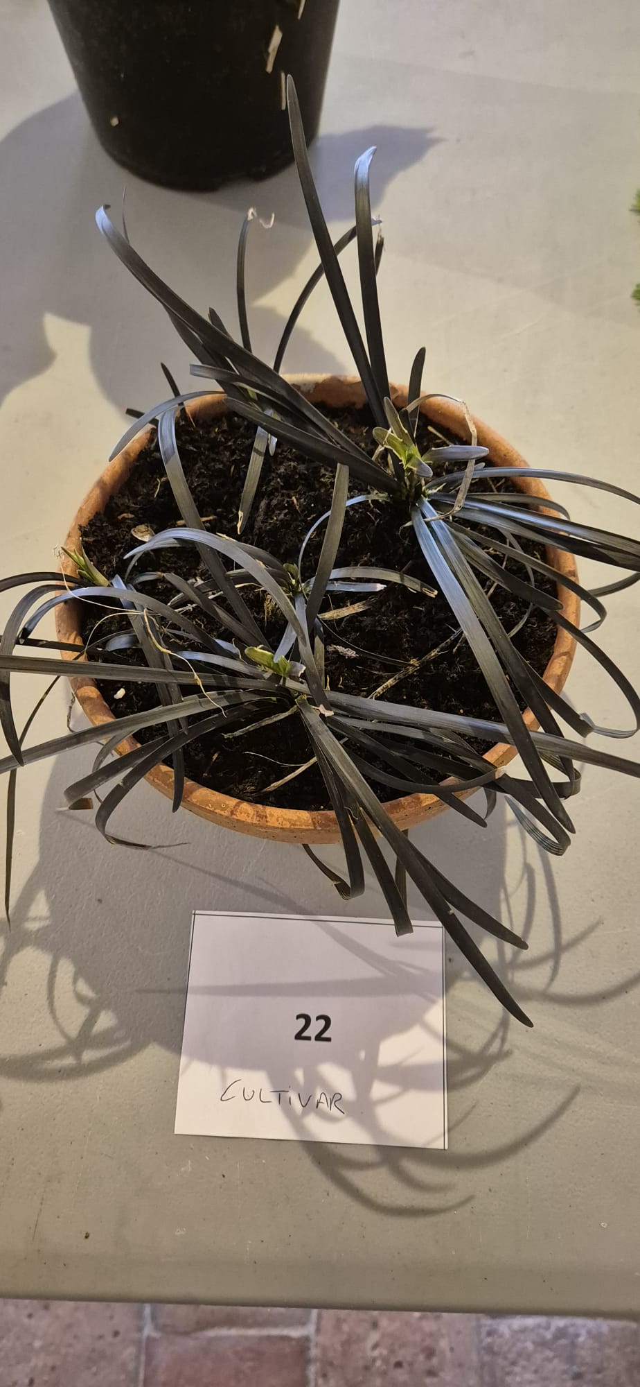 Echantillon 22 - Cultivar demandé