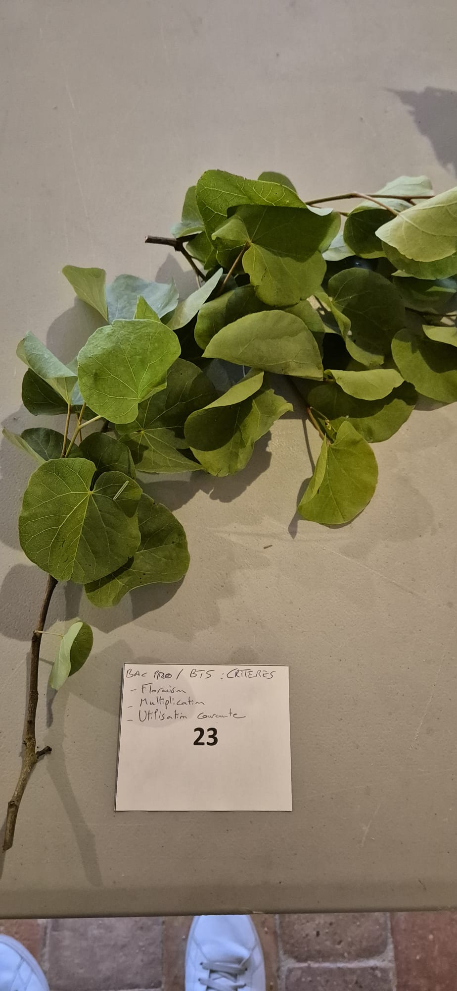 Echantillon 23 - Connaissance : Floraison / Multiplication / Usage