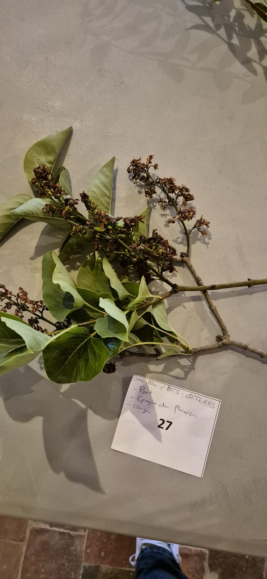 Echantillon 27 - Connaissance : Port / Epoque de floraison / Usage