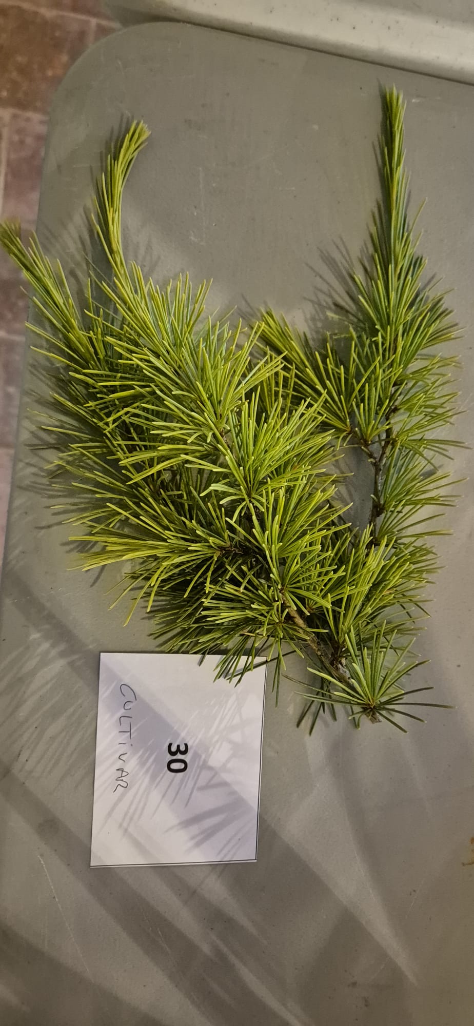 Echantillon 30 - Cultivar demandé
