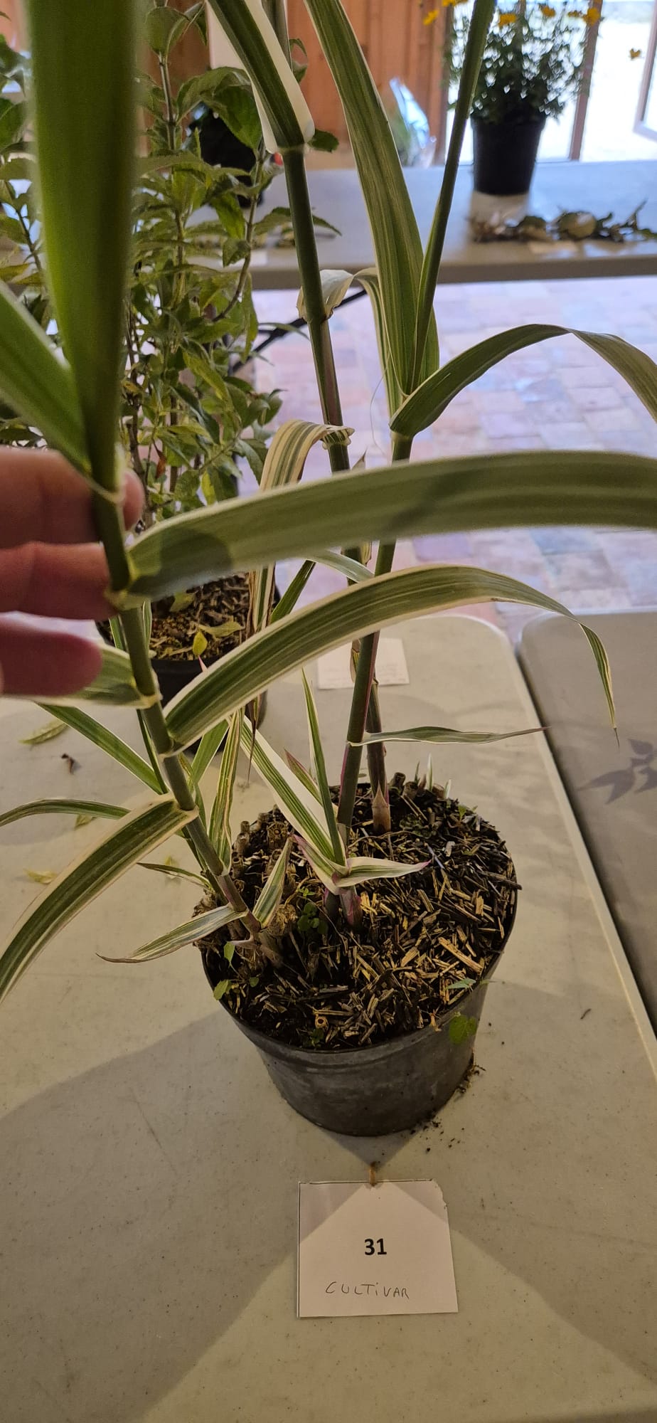 Echantillon 31 - Cultivar demandé
