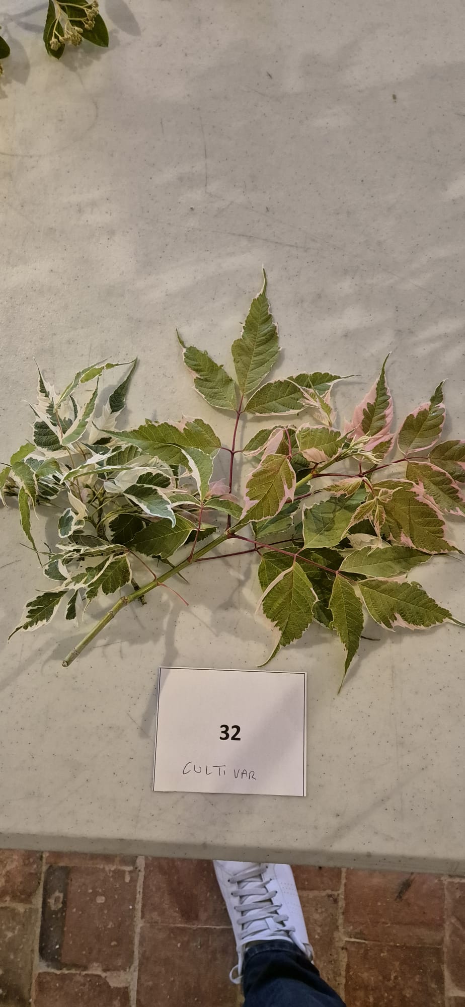 Echantillon 32 - Cultivar demandé