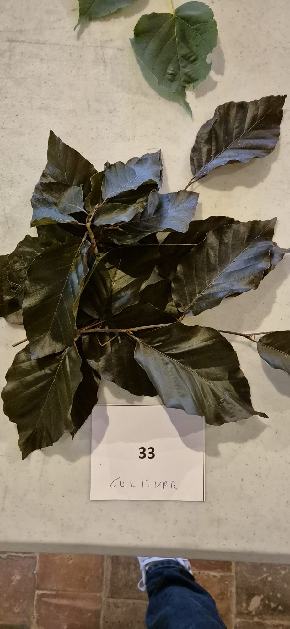 Echantillon 33 - Cultivar demandé