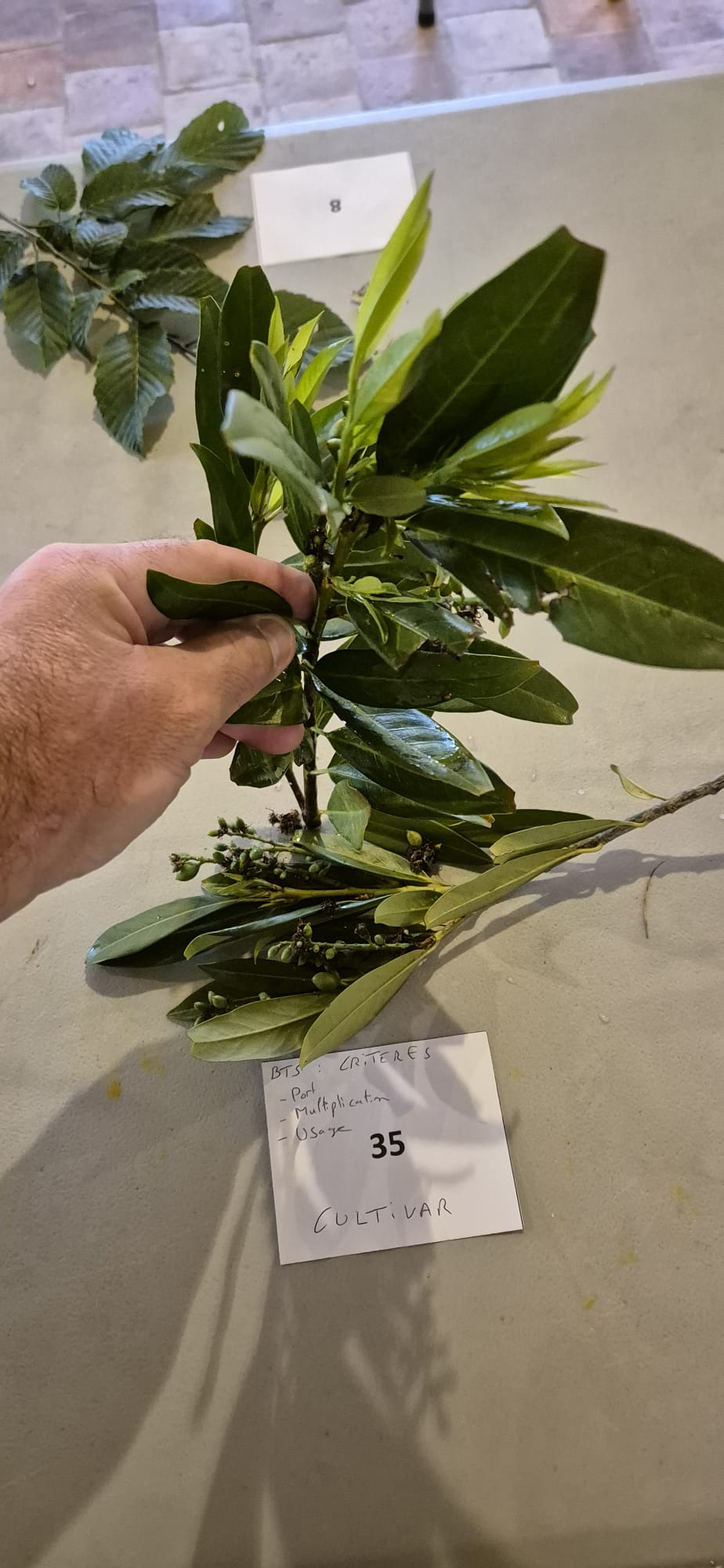 Echantillon 35- Cultivar demandé - Connaissance : Port / Multiplication / Usage
