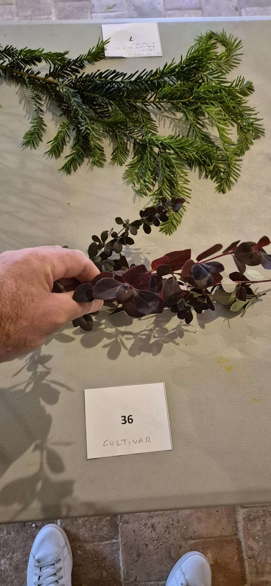 Echantillon 36 - Cultivar demandé