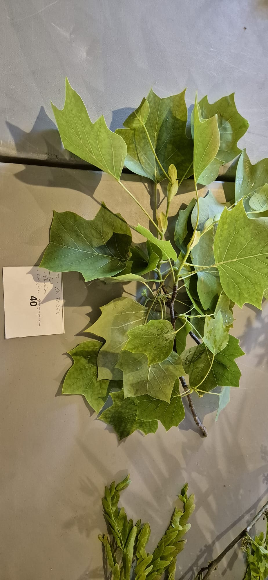 Echantillon 40 - Connaissance : Port / Floraison / Origine géographique