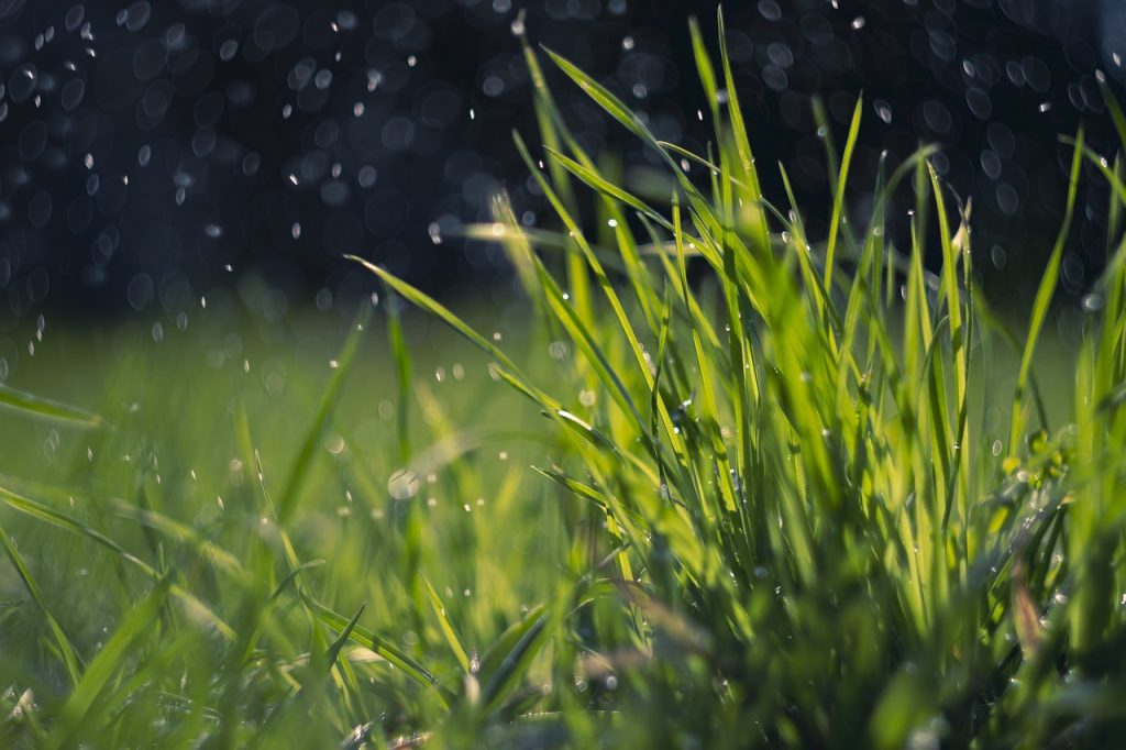 herbe et eau