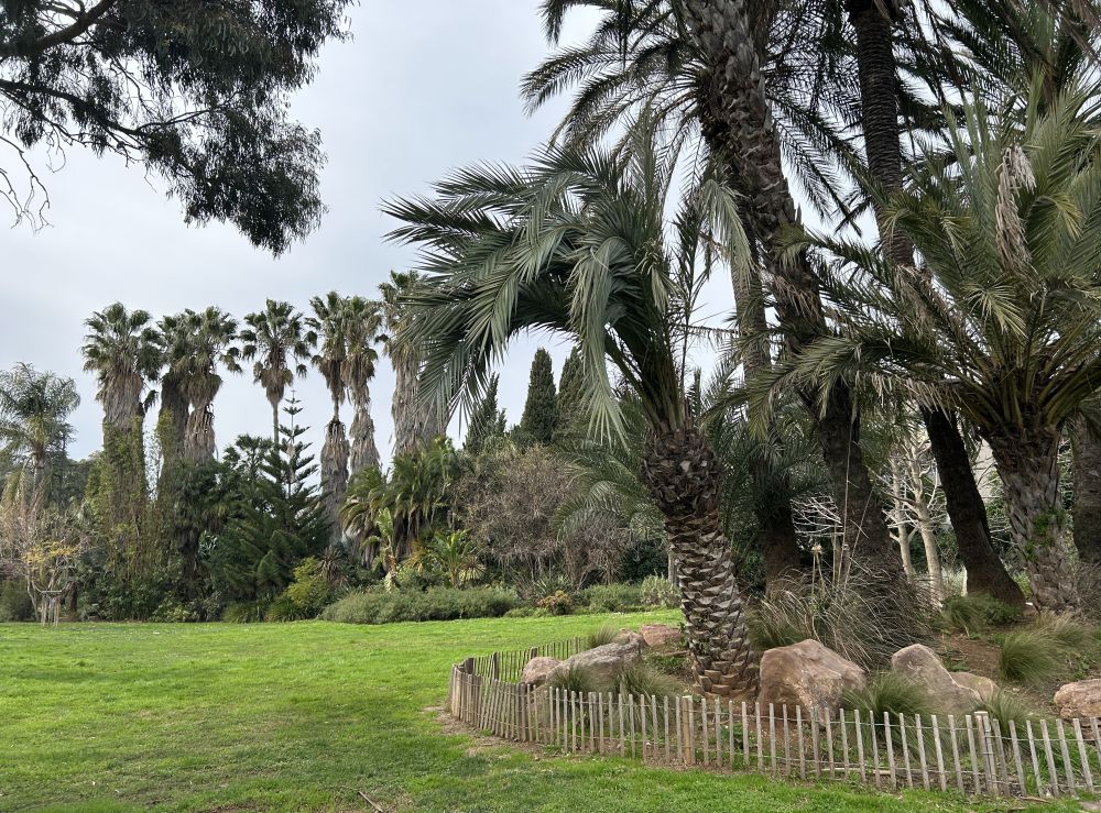 Illustration Concours régional de (re)connaissance des végétaux 2026| Méditerranée