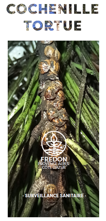 Illustration Lutte contre la cochenille tortue du pin | Var