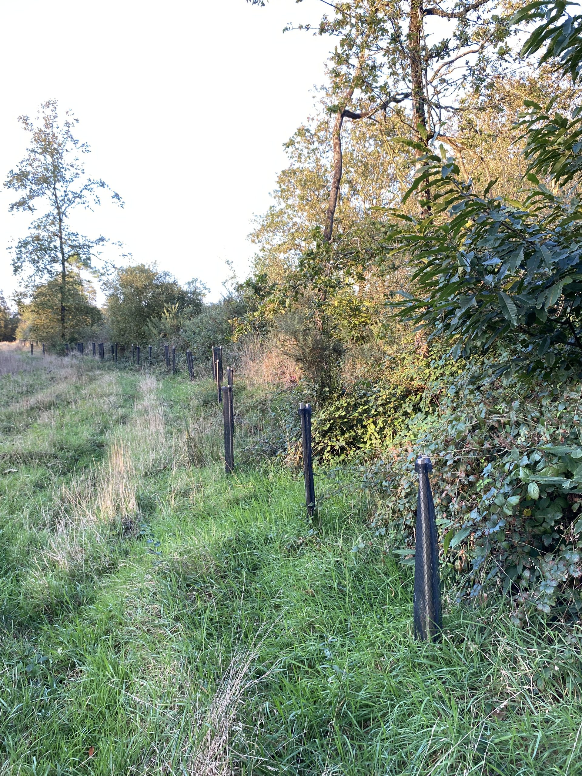 Illustration Quelles aides financières pour mon projet de plantation forestière ?